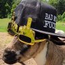 Profilbild von Classified Goat™️ (Parody Goat)