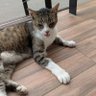 kobu's profile picture
