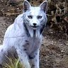 soyutfaik profil fotoğrafı