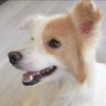 ゆきどのプレミアム's profile picture