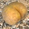 Tater Thoughts 🥔🐟 profil fotoğrafı