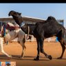 نايف العضيله profil fotoğrafı
