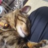 メンダー2 的头像