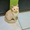 Фото профиля mbak oembi geprek