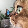 よちこ's profile picture
