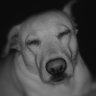 Zickzack's profile picture