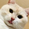 KAORI(写真とモンハン)'s profile picture