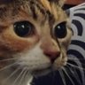 meltingest's profile picture