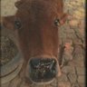 VIKAS SINGH's profile picture
