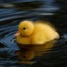 Mr.Ducky's profile picture