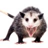 Profilbild von Ratão