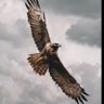 good profil fotoğrafı
