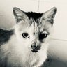 Ronnie's profile picture