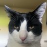 tootie-_-cat's profile picture