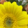 بنت بوظبي 🌼 profil fotoğrafı