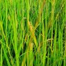 Rumput Padi Ilalang 的头像