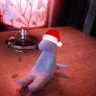 Focus Dragon's profile picture