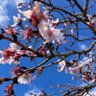 Profilbild von 冬桜