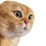 Profilbild von こおり