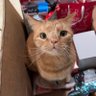 Marmalade and Roma Tomato's profile picture