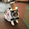 Thomas Muffins profil fotoğrafı