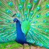 JASIEL LARA's profile picture