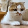 おはなさん 的头像