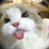 Profilbild von chitato