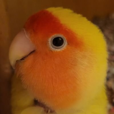 周玲's profile picture