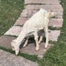 G.O.A.T profil fotoğrafı