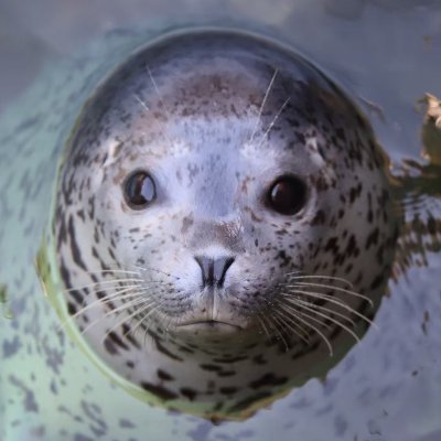 アザモフスキー🦭's profile picture