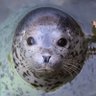 アザモフスキー🦭 的头像