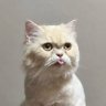 Ma’mod's profile picture