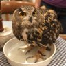 あぱっち🦉 ※🏎垢 profil fotoğrafı