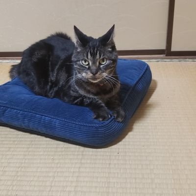 kman(メルミちゃん日記)'s profile picture