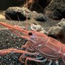 トミー🦐's profile picture