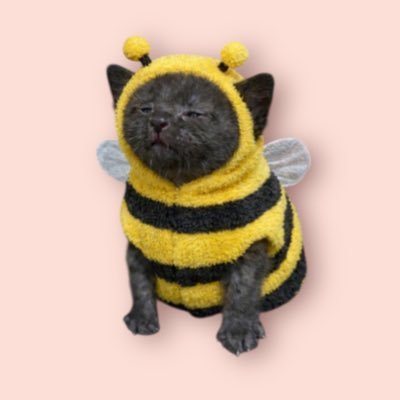 猫と生き直し's profile picture