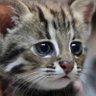 猫㌠🐾ブルーで🥩 的头像