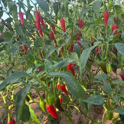 SunusiMinjivir's profile picture