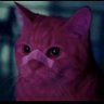 DXM's profile picture