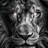 Stevetoshi's profile picture