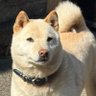 柴ワンワンの悪政批判 的头像