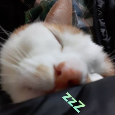 IKO PON's profile picture