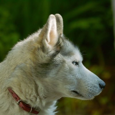 大狗狗先生酒酒's profile picture