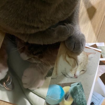 darimmy's profile picture