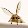 Profilbild von evil moth