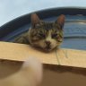 Profilbild von gato tier