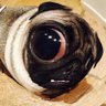 Voscy's profile picture