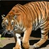 تايڤر محمد🐅 的头像