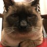 呑兵衛's profile picture